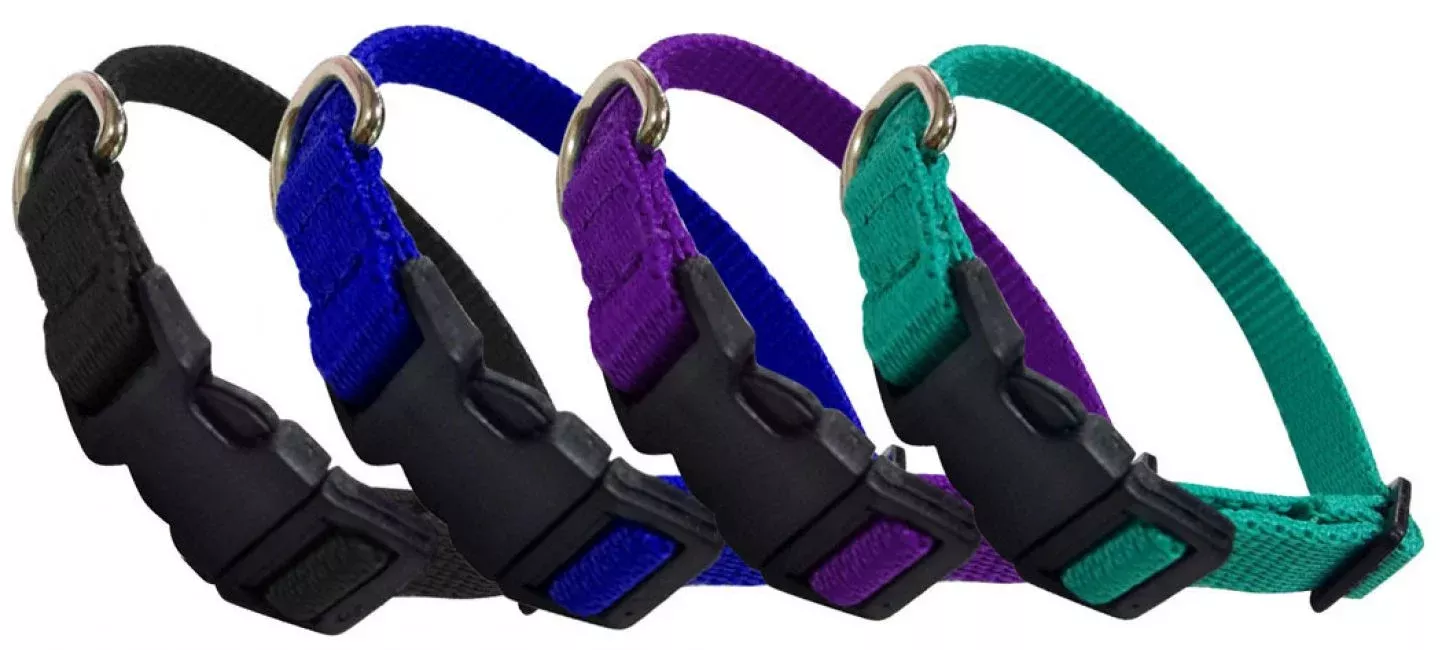 Showman CoutureSmall Nylon dog collar